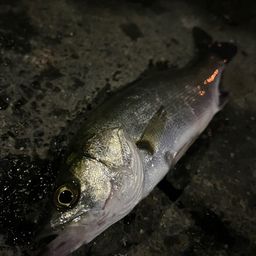 セイゴ（マルスズキ）