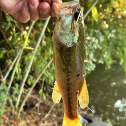 ラージマウスバス