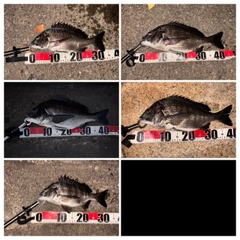 クロダイの釣果