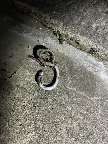 ウミヘビの釣果