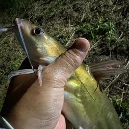 アメリカナマズ