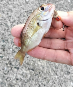 チャリコの釣果