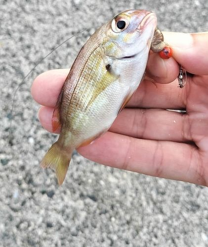 チャリコの釣果