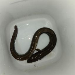 ウナギ