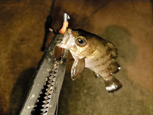 アカメバルの釣果