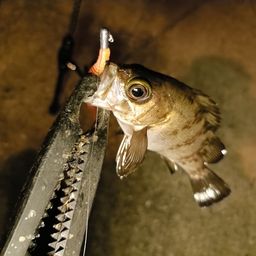 アカメバル