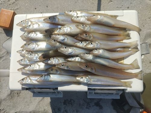 シロギスの釣果