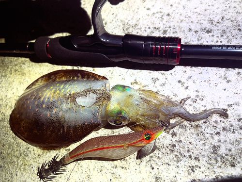 アオリイカの釣果