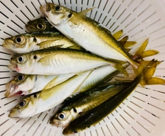 アジの釣果