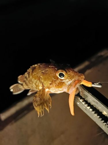 ガシラの釣果