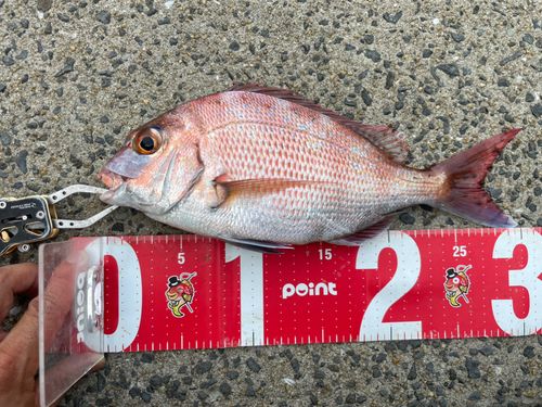 マダイの釣果