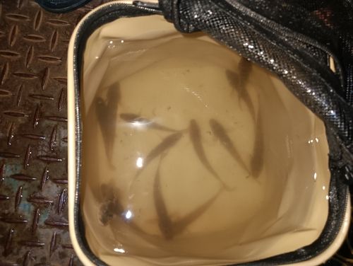 マハゼの釣果