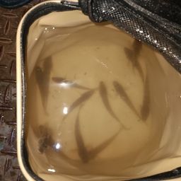 マハゼ