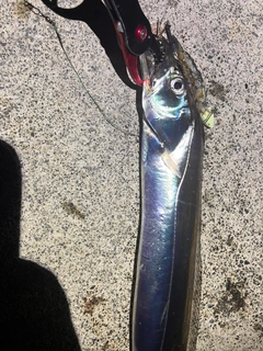 タチウオの釣果