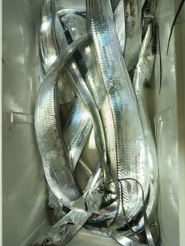 タチウオの釣果