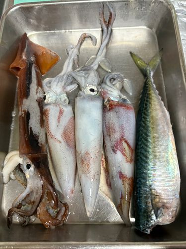 ケンサキイカの釣果