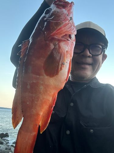アカハタの釣果