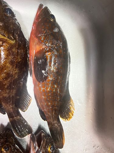 キジハタの釣果