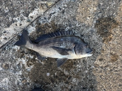クロダイの釣果