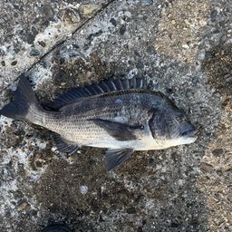 クロダイ