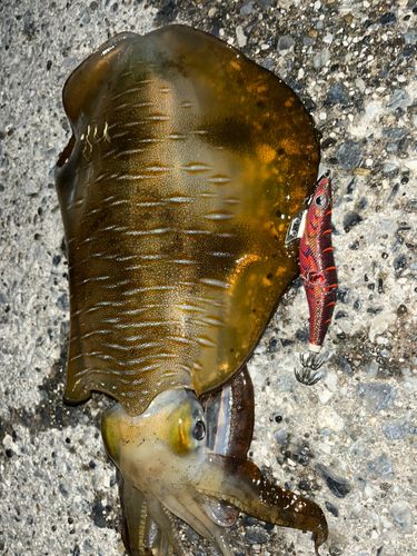 アオリイカの釣果