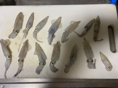 ベイカの釣果