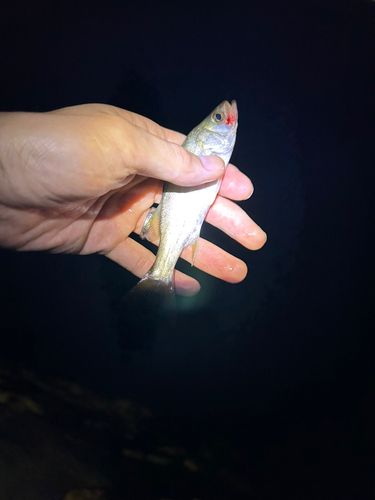 マハゼの釣果