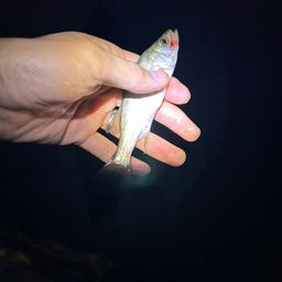 マハゼ