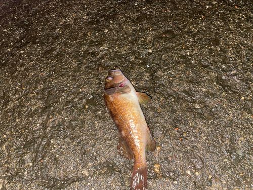 エゾメバルの釣果