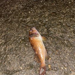 エゾメバル
