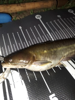 ナマズの釣果