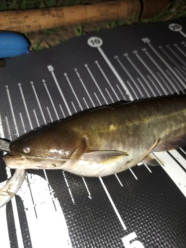 ナマズの釣果