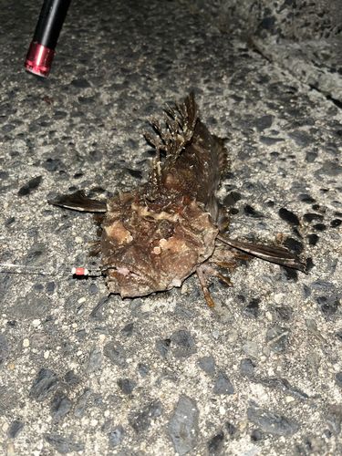 オニオコゼの釣果