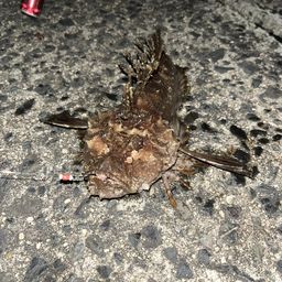 オニオコゼ