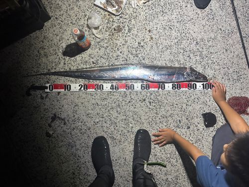 タチウオの釣果