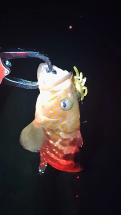 アコウの釣果