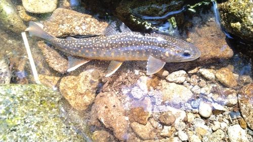 オショロコマの釣果