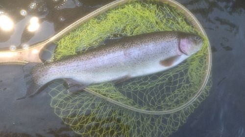 ニジマスの釣果