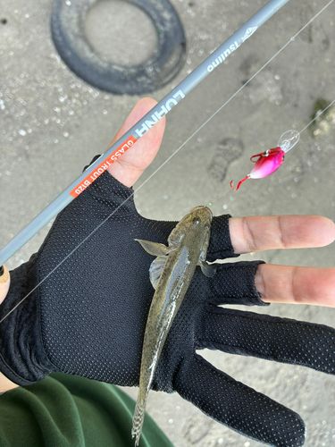 ハゼの釣果