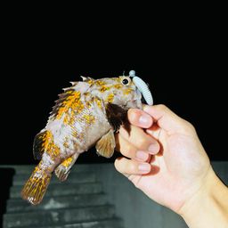 オウゴンムラソイ