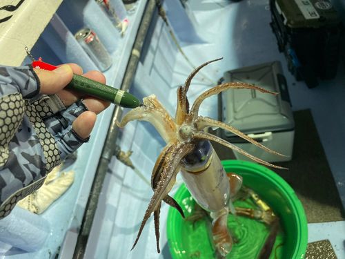 ムラサキイカの釣果