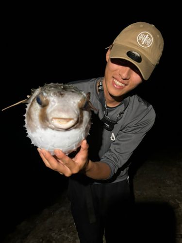 イシガキフグの釣果