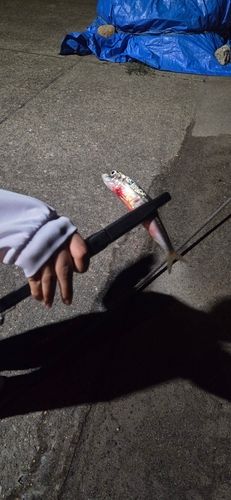 イワシの釣果