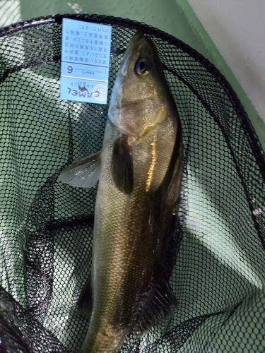 スズキの釣果