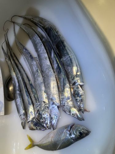 タチウオの釣果