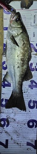 フッコ（ヒラスズキ）の釣果