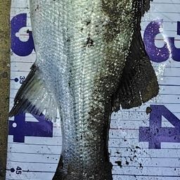 フッコ（ヒラスズキ）