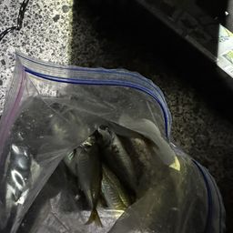 アジ
