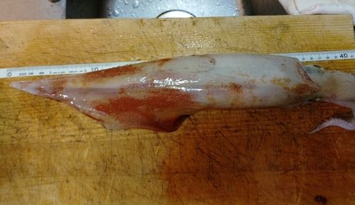 ケンサキイカの釣果
