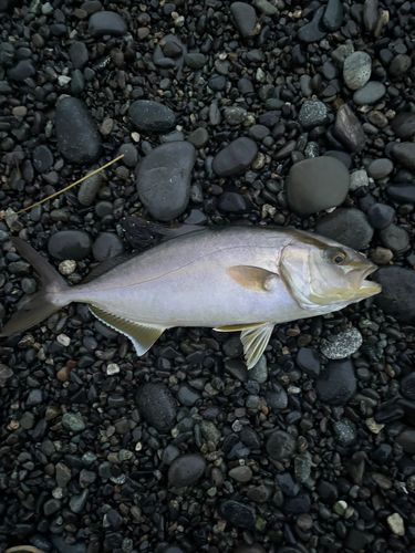 ショゴの釣果
